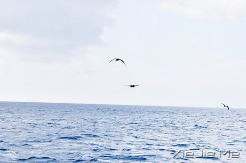 Z(y)(jin)(qing)(yng) (1)