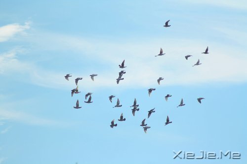 ƽco`һN (1)