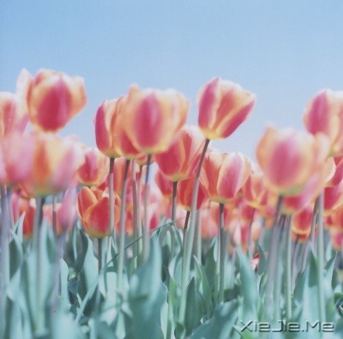 Լŕː (10)