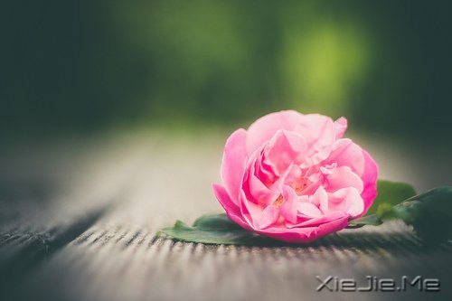 _ӡӡ· (9)