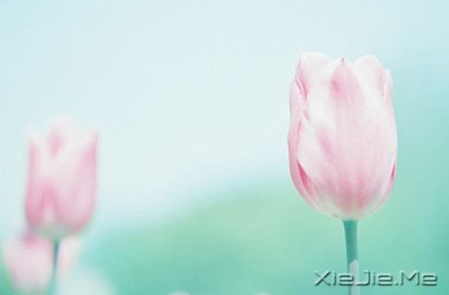 早安心語：淡然，是人生的一種成長(zhǎng) (10)