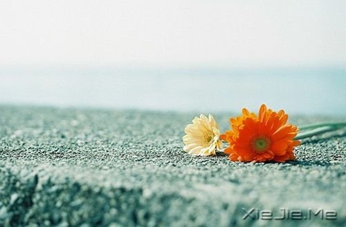 早安心語：淡然，是人生的一種成長(zhǎng) (8)