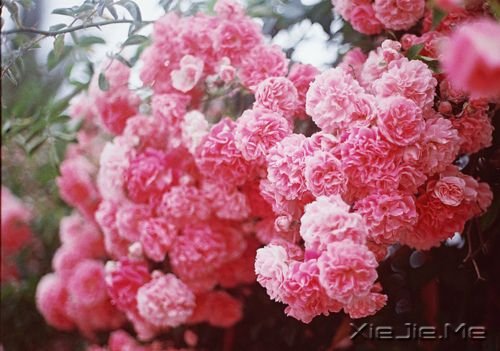 ZԸɞԼ̫ (10)