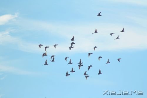 簲Z(y)һǻؑһ^m(x) (8)