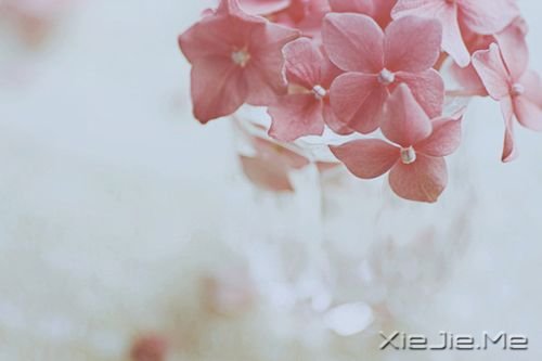 СDƬ (23)
