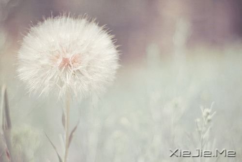 СDƬ (7)