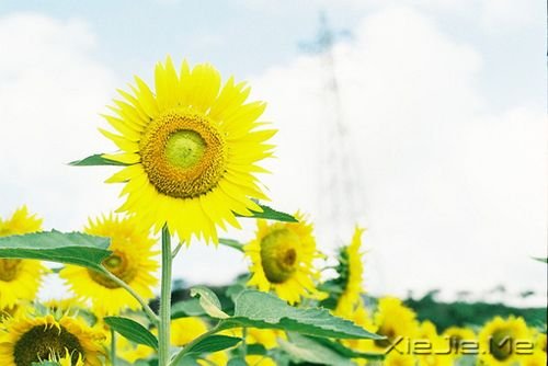 СDƬ (2)