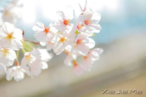 СDƬ (12)